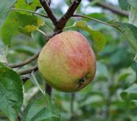 Pæregaards æble